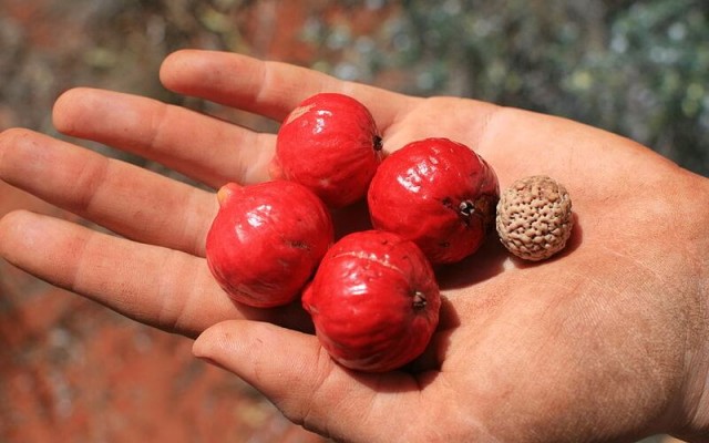 quandong-fruit-Australia