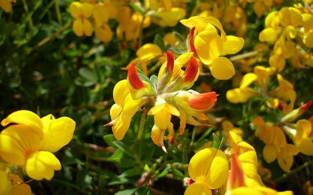 The Bacon and Eggs flower, scientific name Lotus corniculatus Source: Wikimedia.org